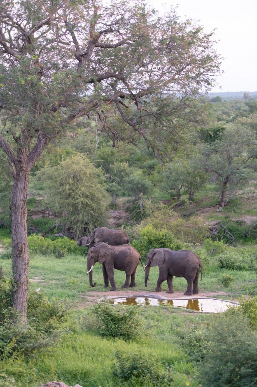 Sausage Tree Safari Camp Balule viltreservat Exteriör bild